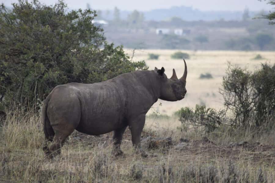 A day tour; Lake Nakuru national park& L. Naivasha Boat ride - Why Lake Nakuru is more than a flamingo stop