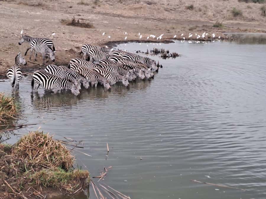 A day tour; Lake Nakuru national park& L. Naivasha Boat ride - The long return to Nairobi