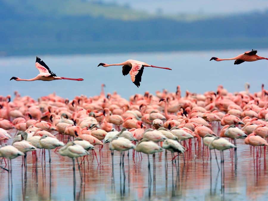 A day tour; Lake Nakuru national park& L. Naivasha Boat ride - The early road to the Rift Valley viewpoint