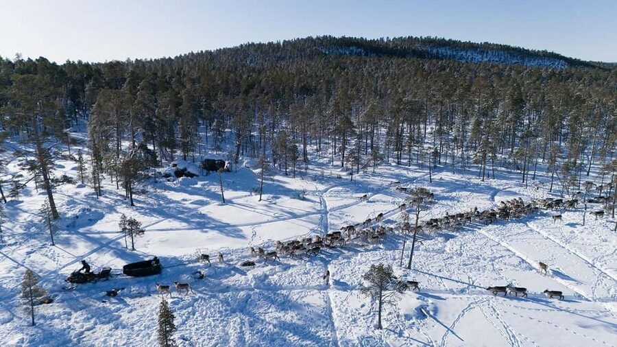 A day with reindeer herders in the wilderness - Forest fire, berry juice, and Finnish hospitality