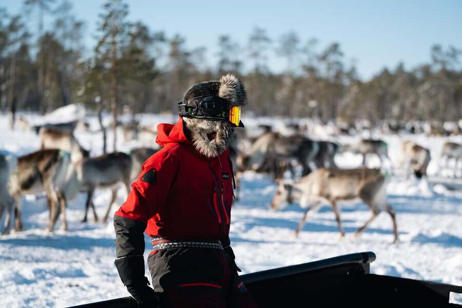 A day with reindeer herders in the wilderness - A closer look at the local tradition