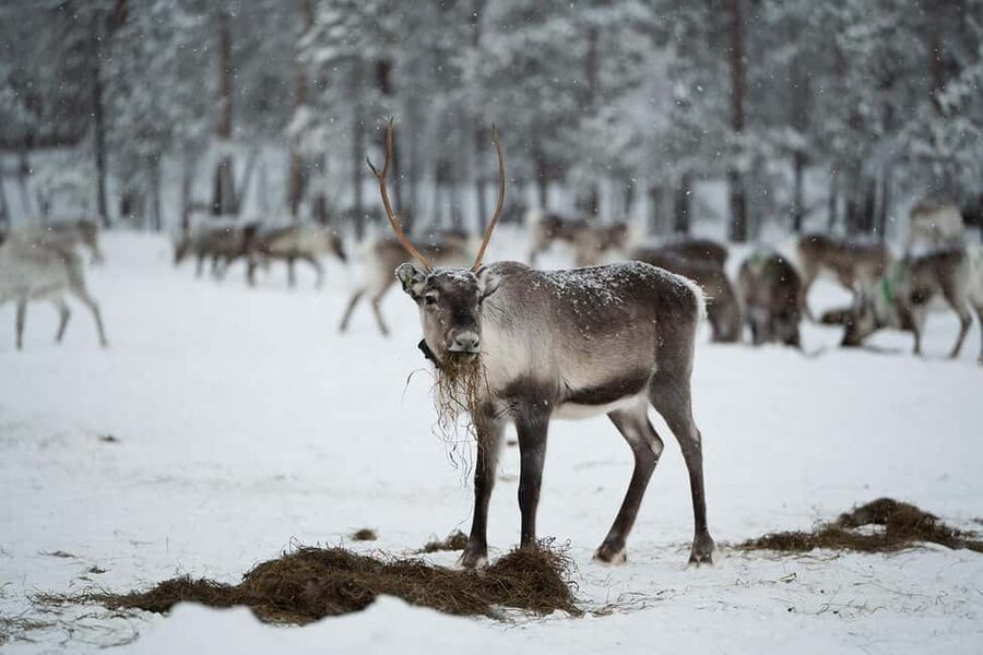 A day with reindeer herders in the wilderness - The real issue is temperature