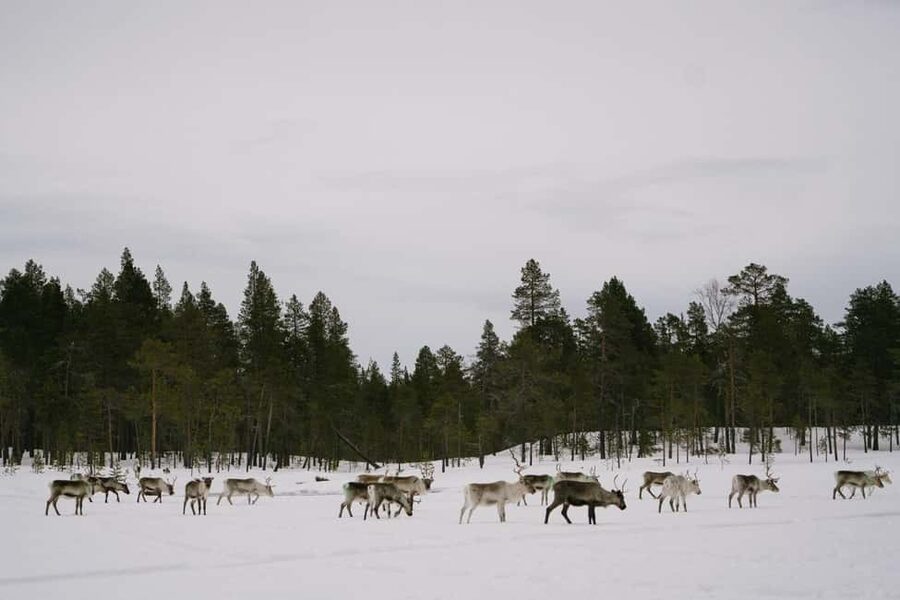A day with reindeer herders in the wilderness - Is $234 a fair price?