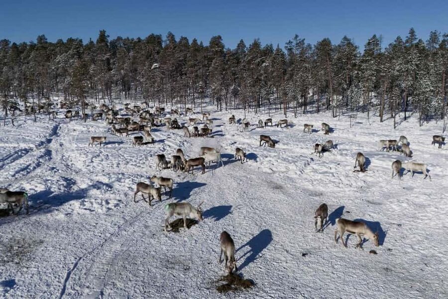 A day with reindeer herders in the wilderness - Booking advice and final verdict