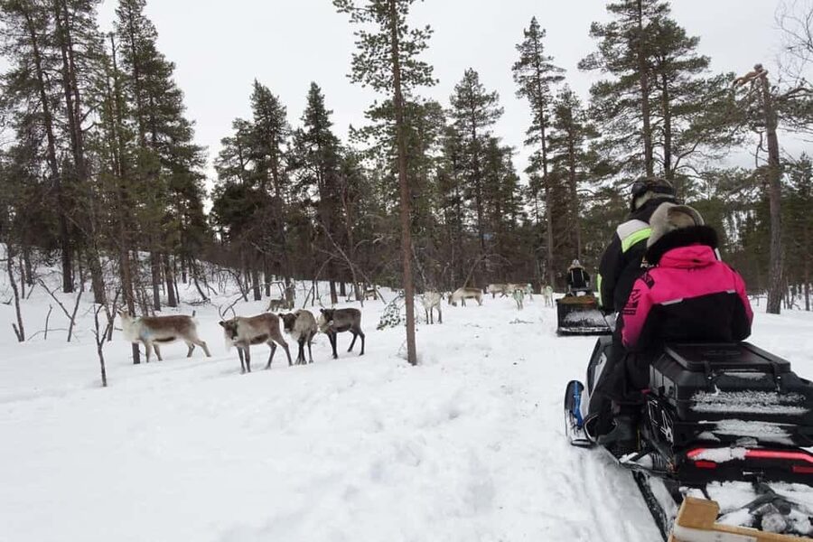 A day with reindeer herders in the wilderness - FAQ