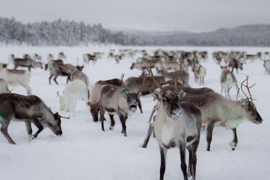 A day with reindeer herders in the wilderness - Feeding hundreds of reindeer