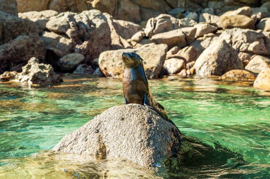 Abel Tasman National Park: Cruise and Hike Full-Day Tour - The first hour on the Abel Tasman coast