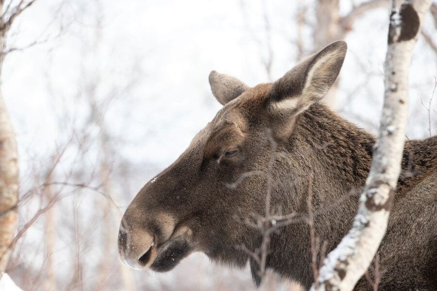 Abisko: Wilderness Snowshoe Hike - Snowshoeing into Abisko’s quiet winter country