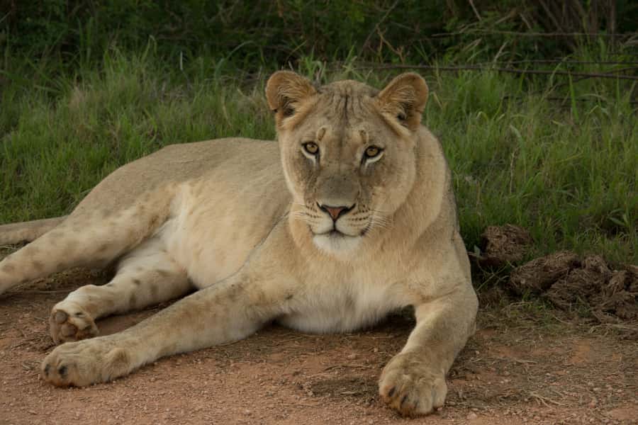 Addo Elephant National Park All Inclusive Full-Day Safari - The guides are a major part of the experience