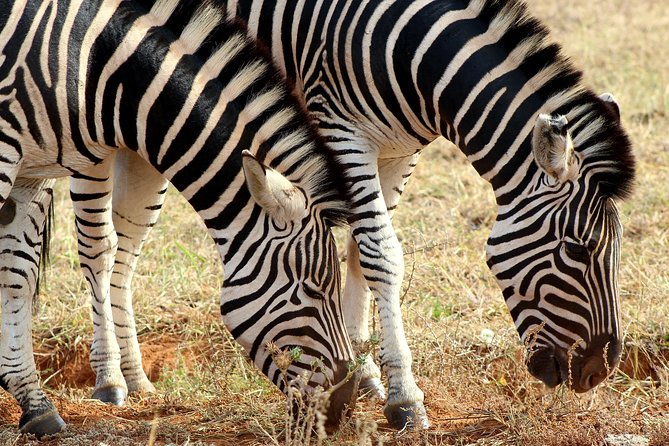 Addo Elephant National Park All Inclusive Full-Day Safari - The 4x4 ride and the window-seat promise