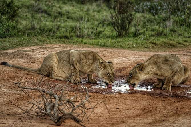 Addo Elephant National Park All Inclusive Full-Day Safari - First three-hour game drive: let the guide do the searching