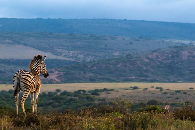 Addo Elephant National Park All Inclusive Full-Day Safari - Lunch inside the park, with time to reset