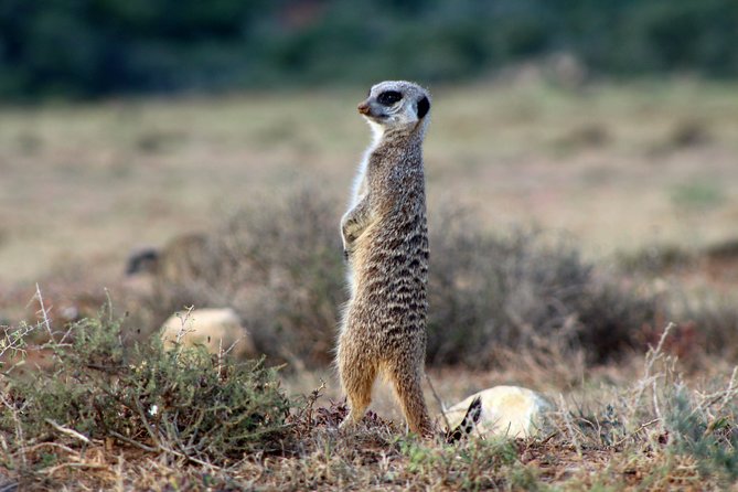 Addo Elephant National Park All Inclusive Full-Day Safari - What you might see, and what you might miss