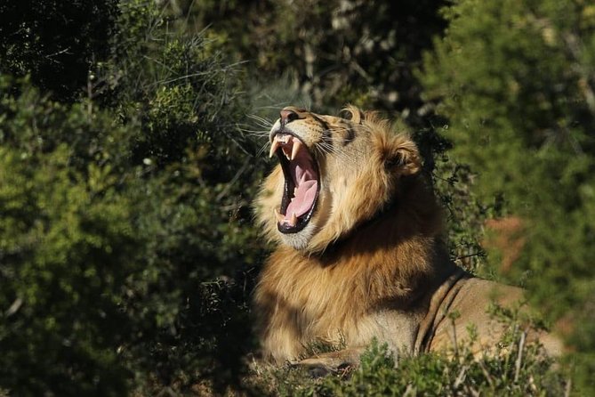 Addo Elephant National Park All Inclusive Full-Day Safari - Pickup from Port Elizabeth, Colchester, Addo, or Bluewater Bay