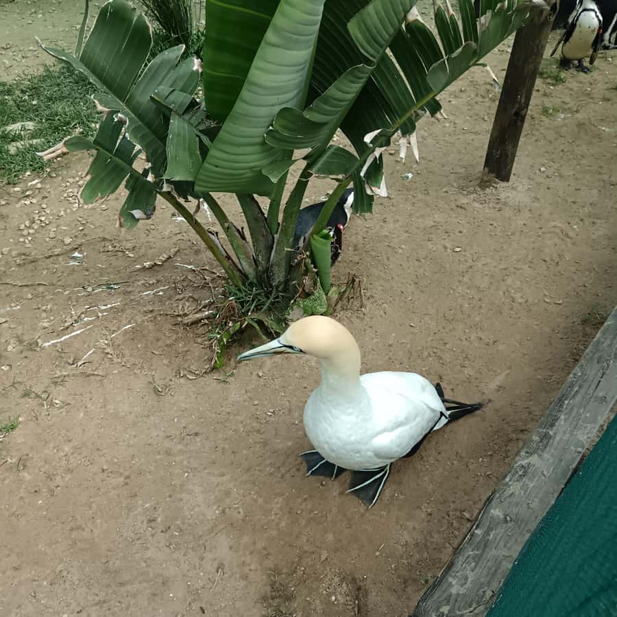 Addo Elephant National Park and Coastal Tour Combo - Cape Recife Lighthouse and the penguin center