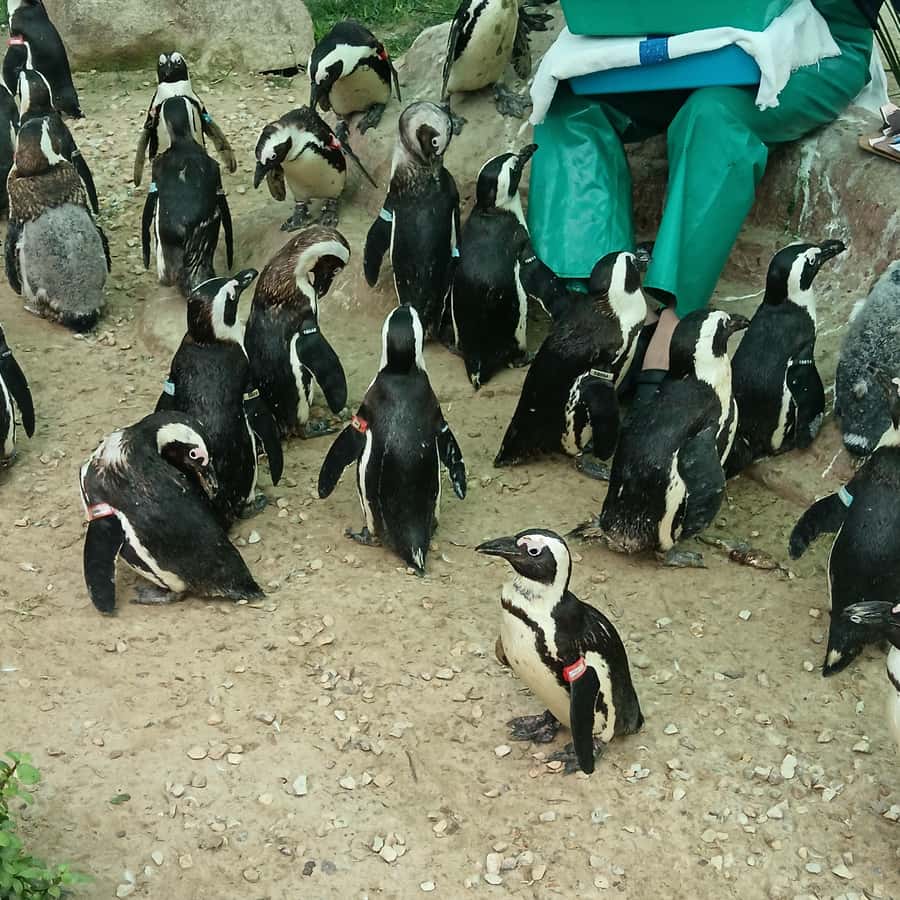 Addo Elephant National Park and Coastal Tour Combo - Marine Drive and Port Elizabeth’s coastal opening