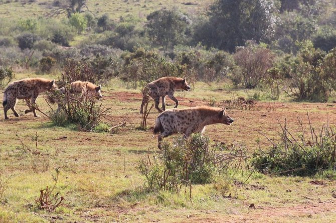 Addo Elephant National Park from Port Elizabeth - FD01 - Food, drinks, and one detail to verify