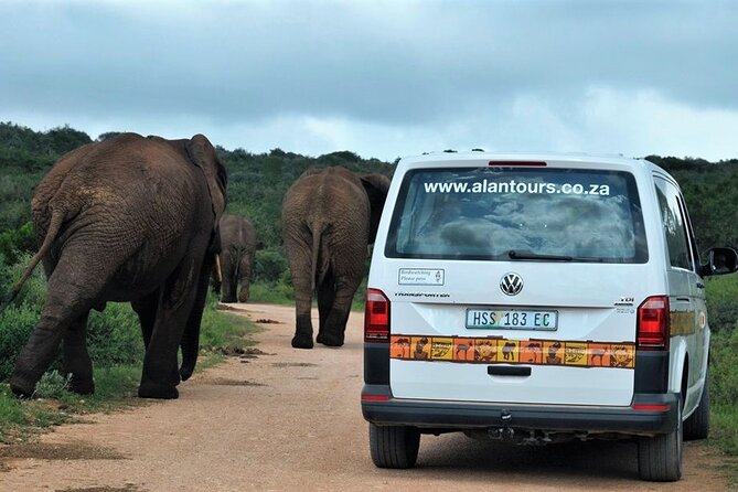 Addo Elephant National Park from Port Elizabeth - FD01 - Is $155.29 good value?
