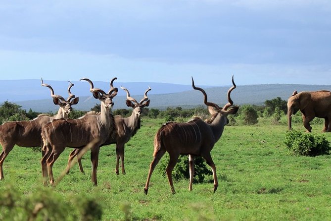 Addo Elephant National Park from Port Elizabeth - FD01 - Who will get the most from this safari?