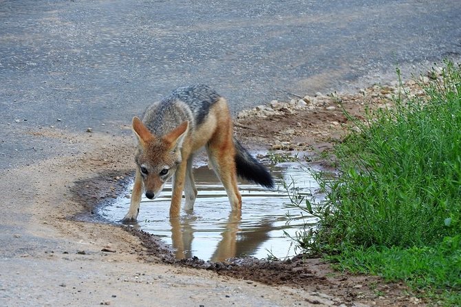 Addo Elephant National Park from Port Elizabeth - FD01 - What to check before committing
