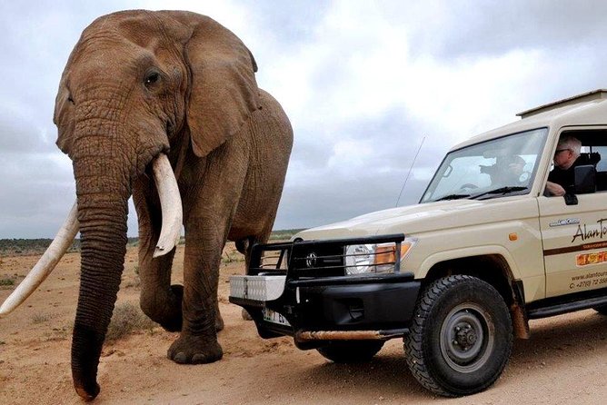 Addo Elephant National Park from Port Elizabeth - FD01 - A 7:30 a.m. start and a comfortable ride