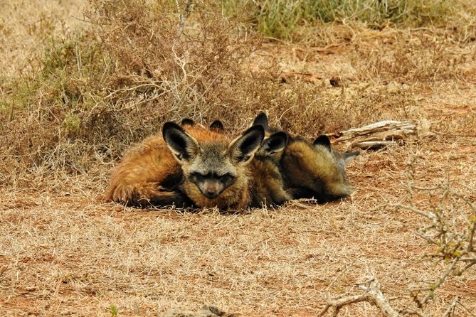 Addo Elephant National Park Full Day Safari - Why Addo works well as a one-day safari