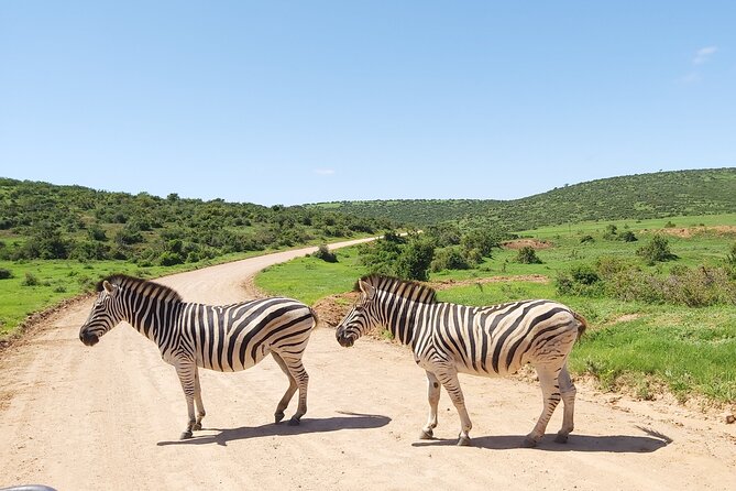 Addo Elephant National Park Full Day Safari - Tea, rusks, and a memorable braai