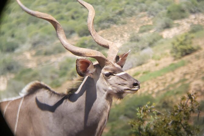 Addo Elephant National Park Full Day Safari - The value of transfers and park access