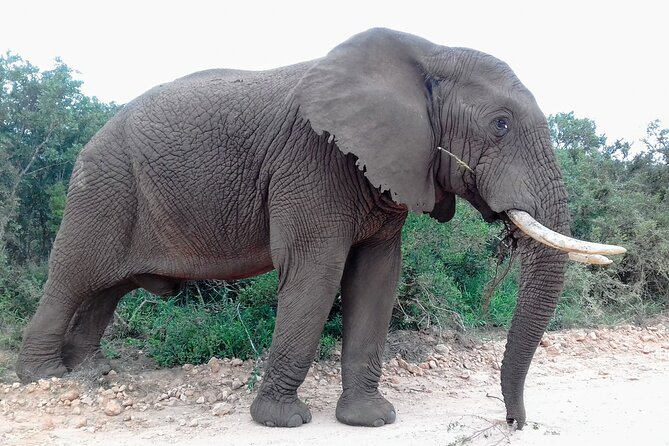 Addo Elephant National Park Full Day Safari - Addo is not a Big Five guarantee