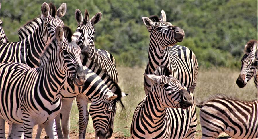 Addo Elephant National Park: Full-Day Safari Tour with Lunch - Key points to know before booking
