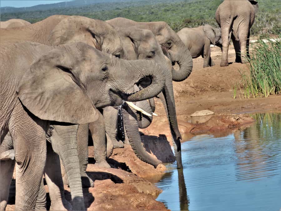 Addo Elephant National Park: Full-Day Safari Tour with Lunch - Why the guide can make or break the day