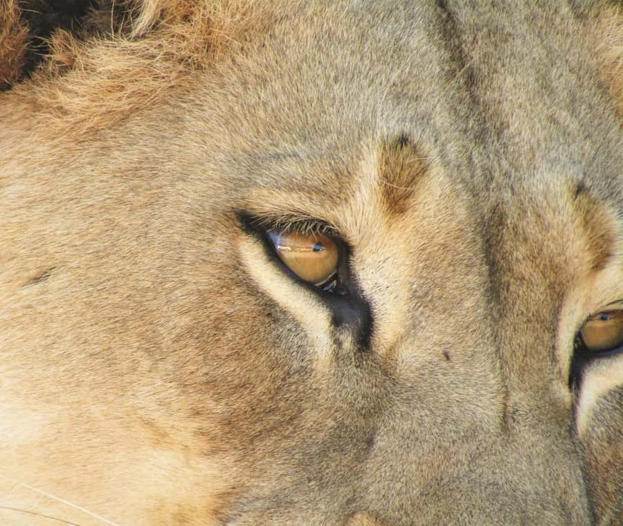 Addo Elephant National Park: Full-Day Safari Tour with Lunch - Lunch in the bush: the South African braai