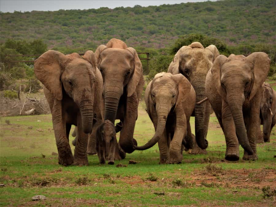 Addo Elephant National Park: Full-Day Safari Tour with Lunch - Addo, private reserve, or both?