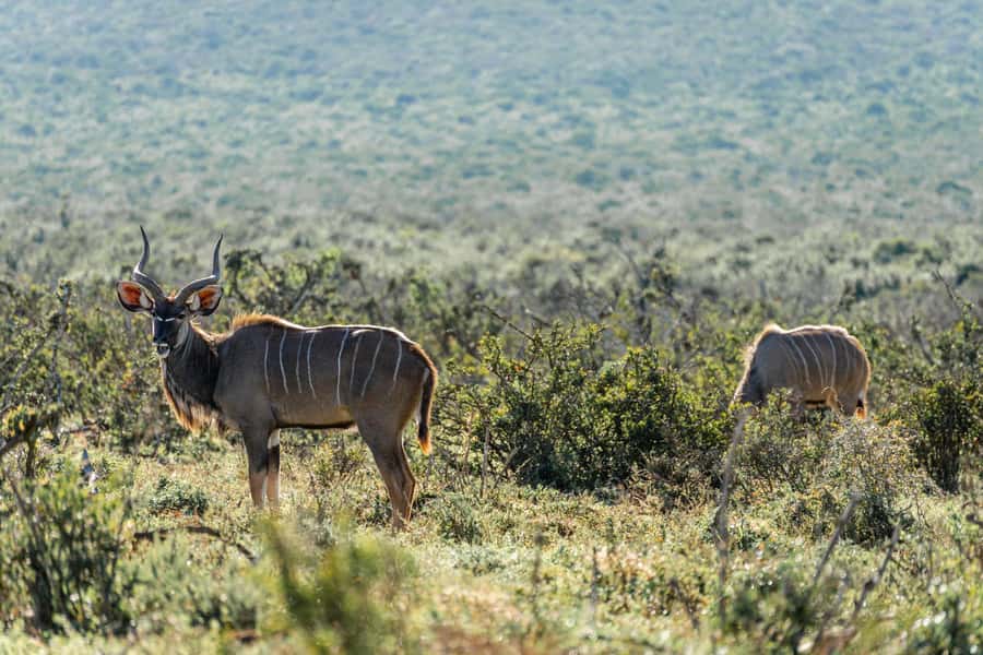 Addo Elephant National Park Full Day Safari with Braai Lunch - Who should book this safari