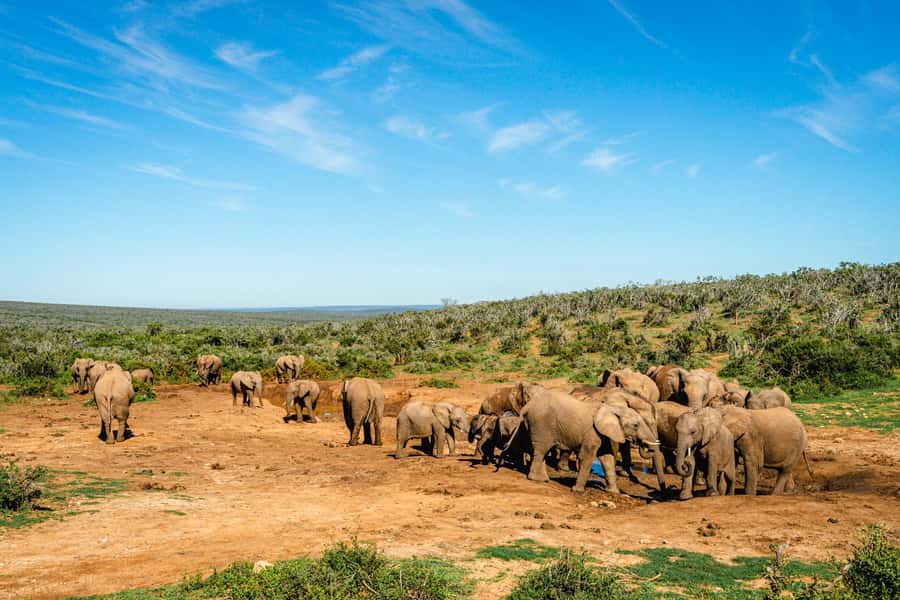 Addo Elephant National Park Full Day Safari with Braai Lunch - Why this Addo day works so well