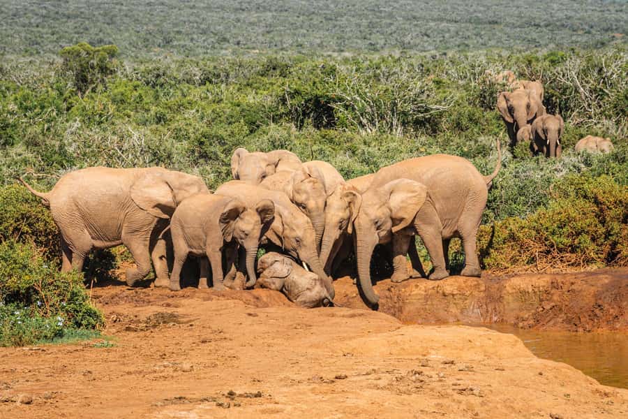 Addo Elephant National Park Full Day Safari with Braai Lunch - Tea, coffee, and views toward the marine section
