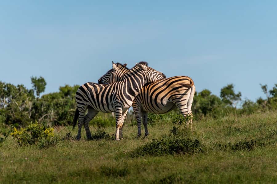 Addo Elephant National Park Full Day Safari with Braai Lunch - Afternoon waterholes and the long golden-hour drive