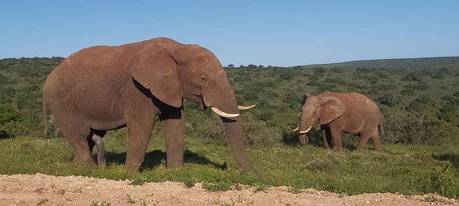Addo Elephant National Park Full Day Safari with Braai Lunch - From Port Elizabeth to Addo’s South Gate