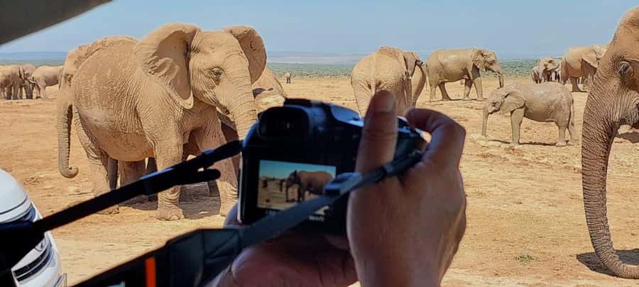 Addo Elephant National Park: Full-Day Safari with Lunch - Key points to know before you book