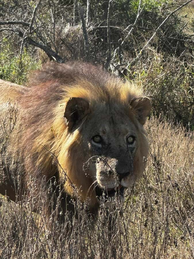 Addo Elephant National Park: Full-Day Safari with Lunch - Why Addo works so well for a first safari