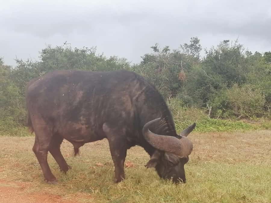 Addo Elephant National Park: Full-Day Safari with Lunch - Several hours among Addo’s elephants