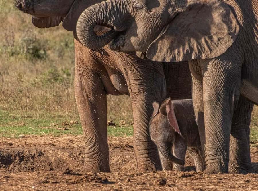 Addo Elephant National Park: Full-Day Safari with Lunch - Who should book this safari?