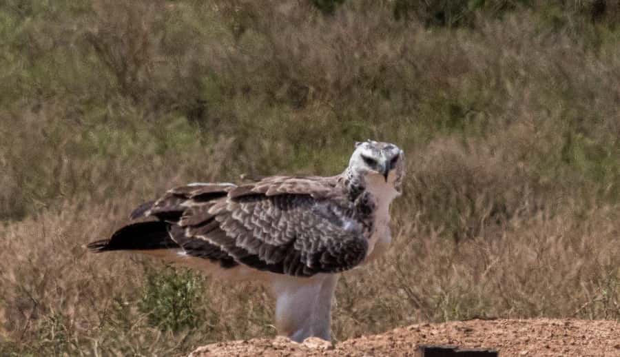 Addo Elephant National Park: Full-Day Safari with Lunch - From Port Elizabeth to the park entrance