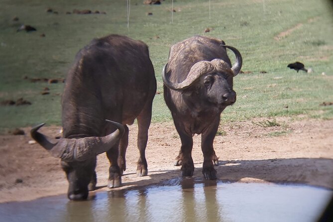 Addo Elephant National Park Full Day Safari - What the morning drive is like