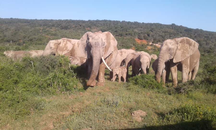 Addo Elephant National Park Game Drive Day Tour With Lunch - Why this Addo day works well
