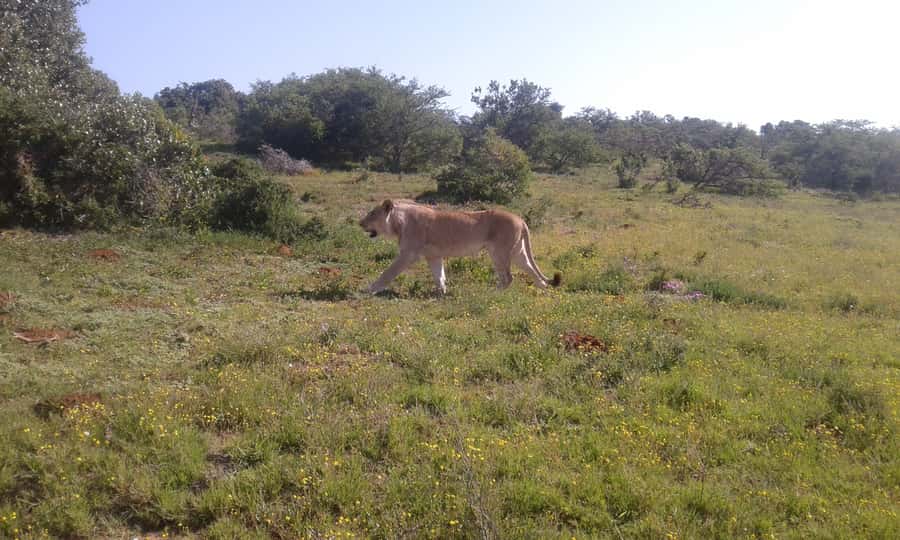 Addo Elephant National Park Game Drive Day Tour With Lunch - Lookout stops and the refreshment break