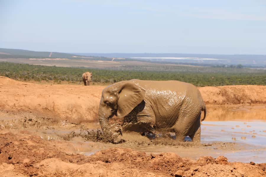Addo Elephant National Park Game Drive Day Tour With Lunch - Who should book this game drive
