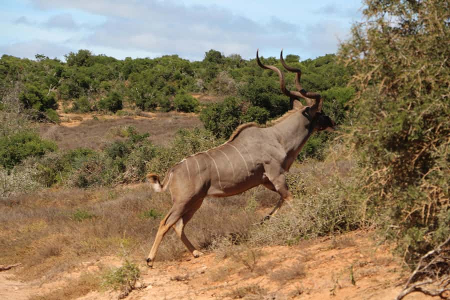 Addo Elephant National Park Game Drive Day Tour With Lunch - Practical details before you go