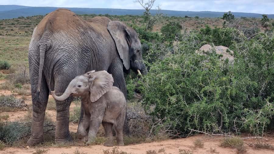Addo Elephant National Park Game Drive Day Tour With Lunch - Pickup from Port Elizabeth and the ride to Addo