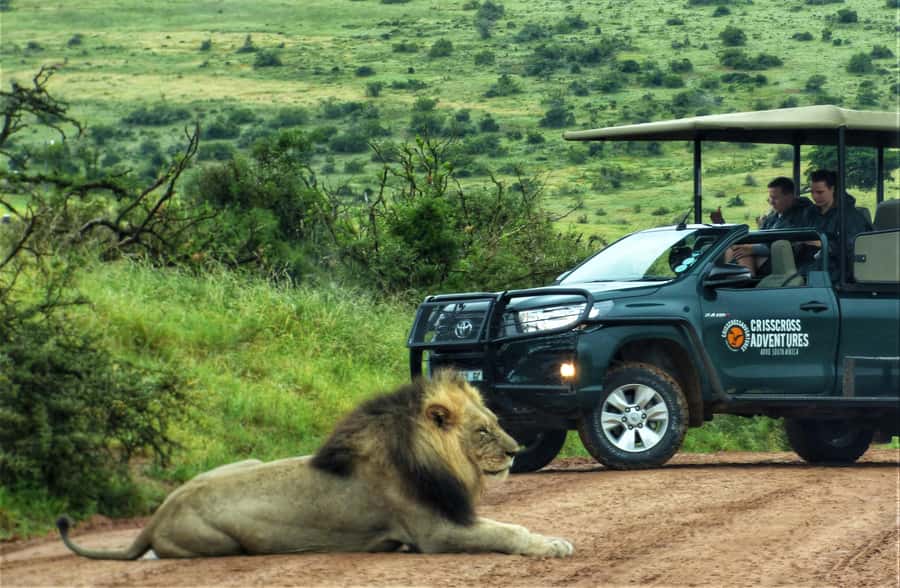 Addo Elephant National Park: Guided Half-Day Safari - Key points at a glance